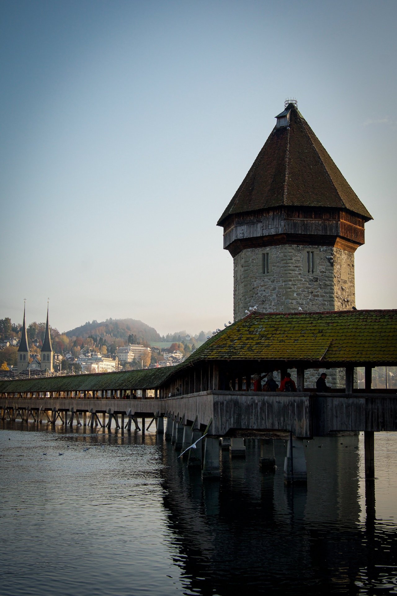 lucerne